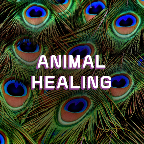 Animal Healing